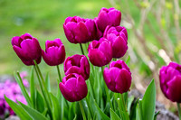 Michigan_Tulips